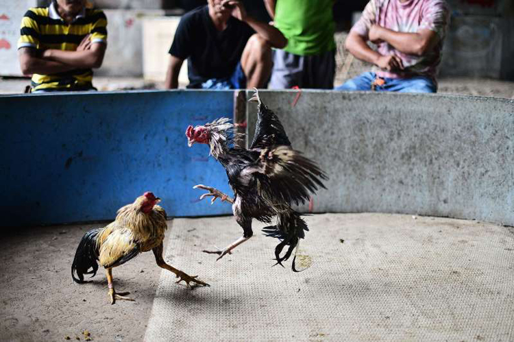 gà chọi Thái Lan